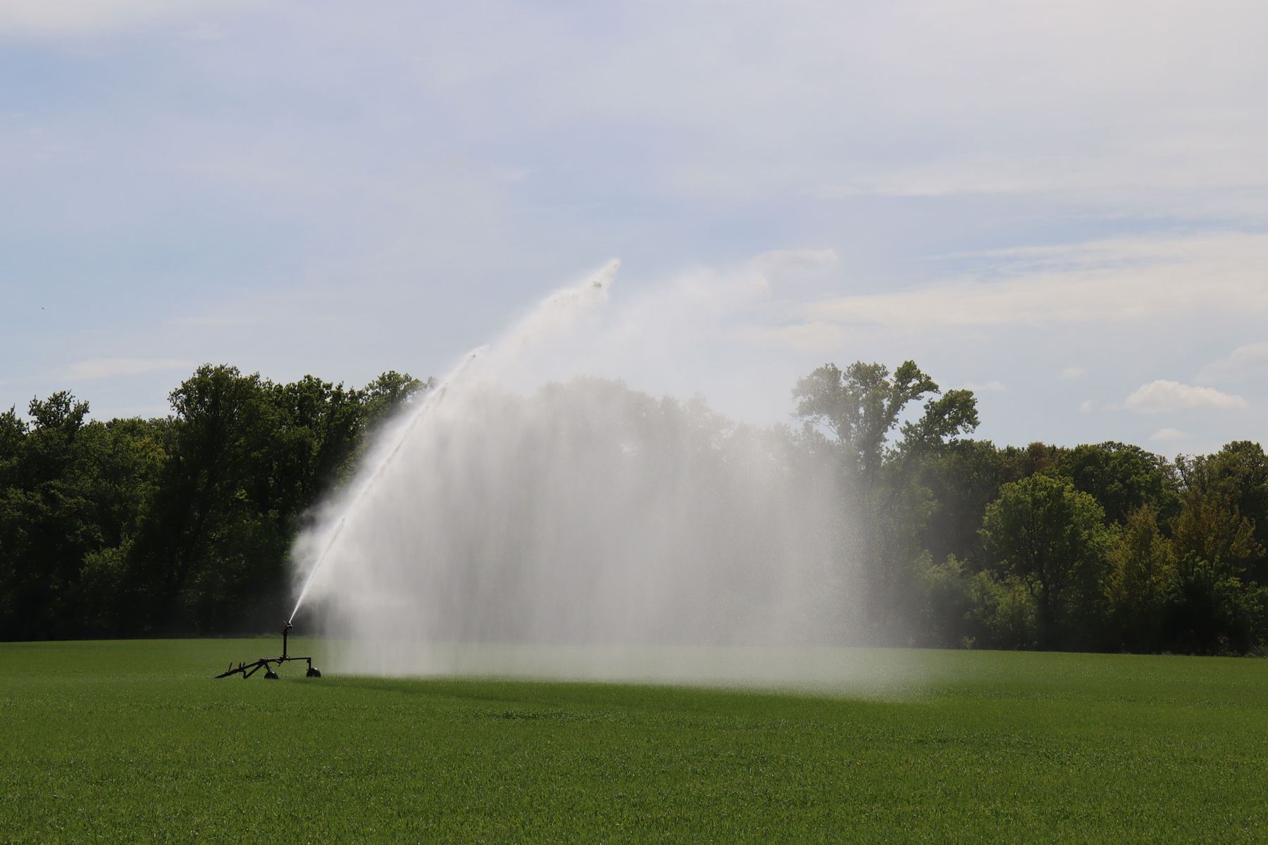Beregnungsmaschine bewässert ein Feld – der Wasserstrahl reicht weit über den Bestand.